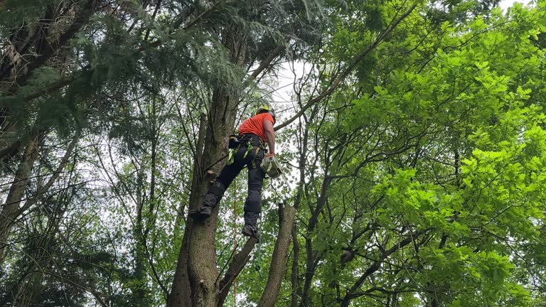 Best Hedge Trimming  in Parma Heights, OH